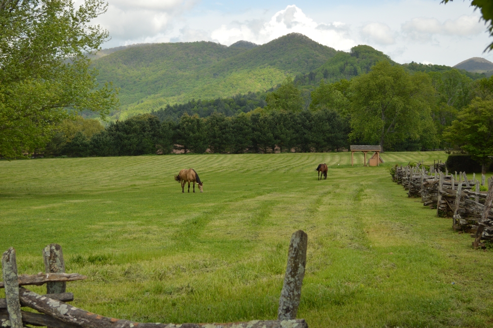 a large grassy field with two horses grazing in it, mountains in the background