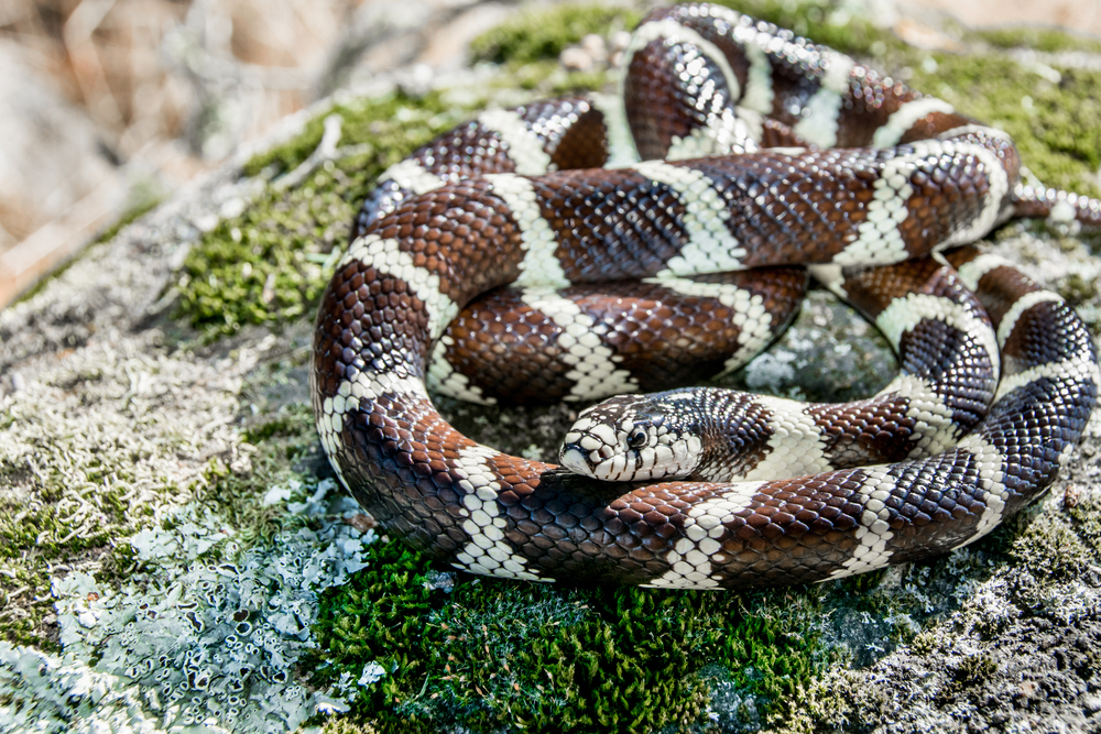 the king snake is a often fat and colorful with white stripes 