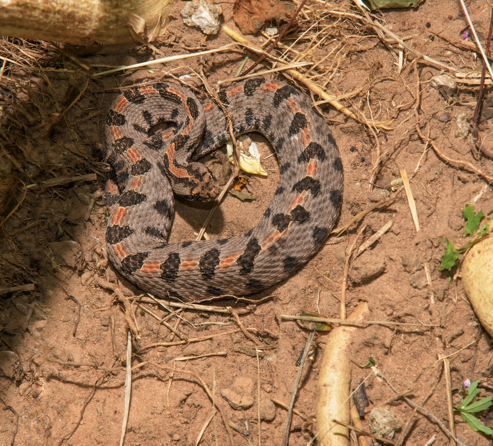 the pygmy is a big rattlesnake in Georgia  