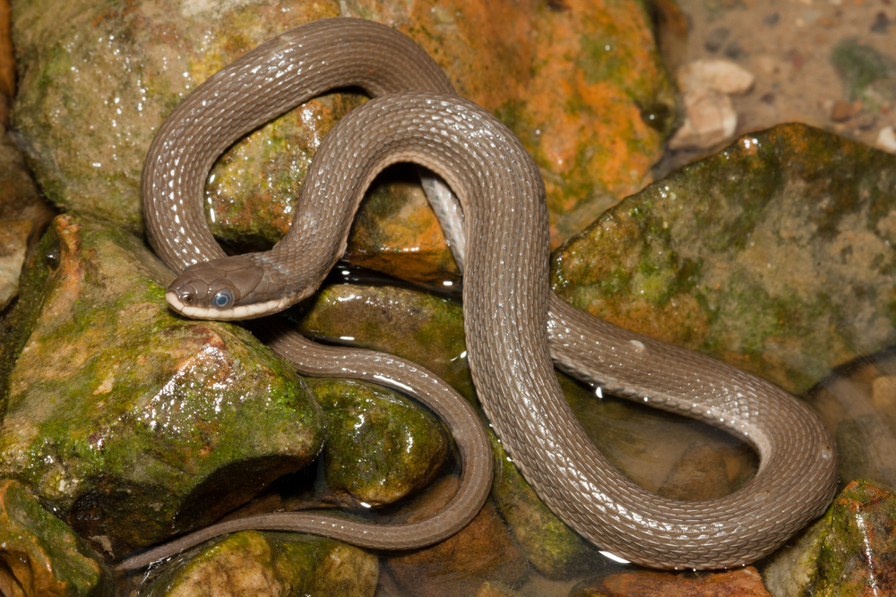 a cute and small queen snake. these are often found in Georgia 