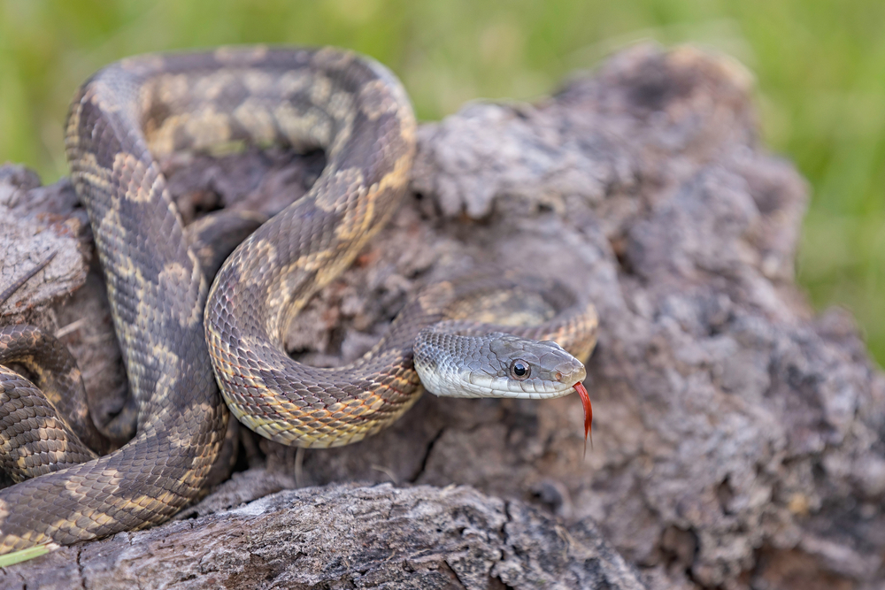 western rat snake in texas 