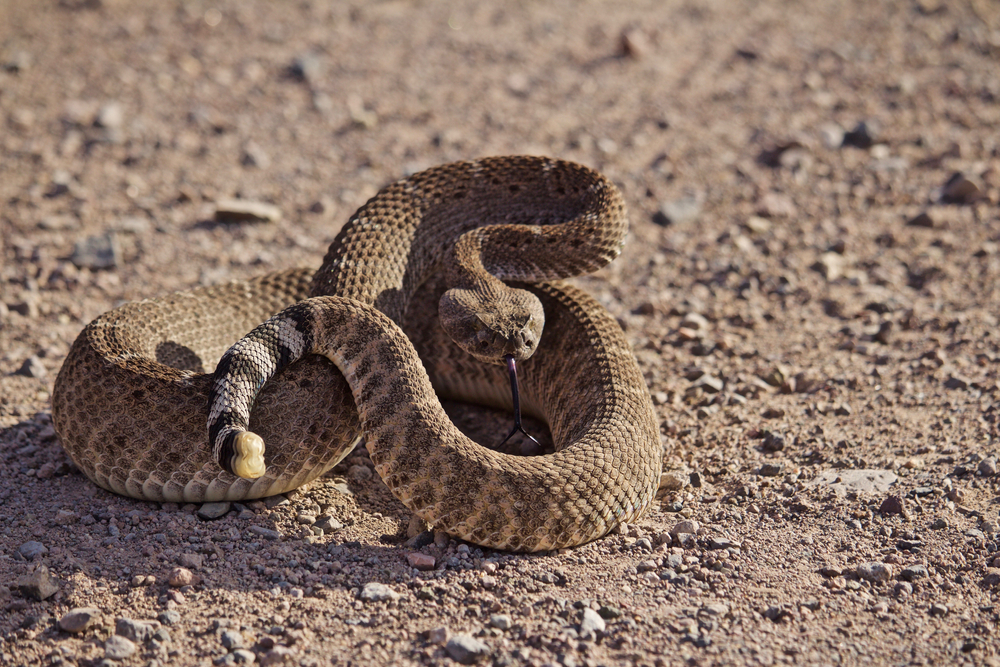 a sand snake in texas is very dangerous 