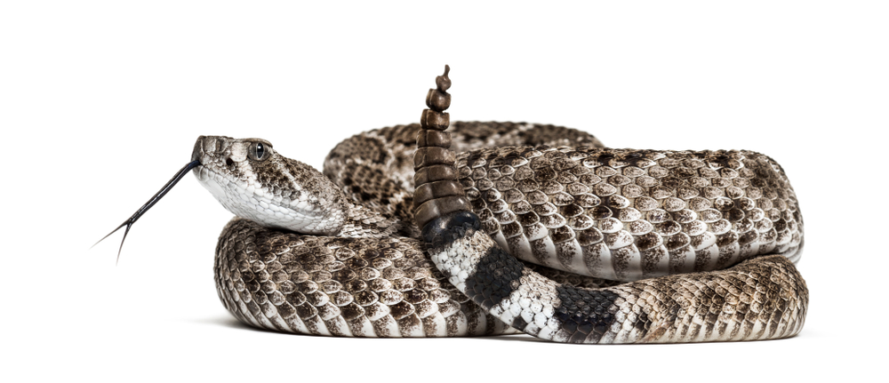 a photo of a rattle snake 