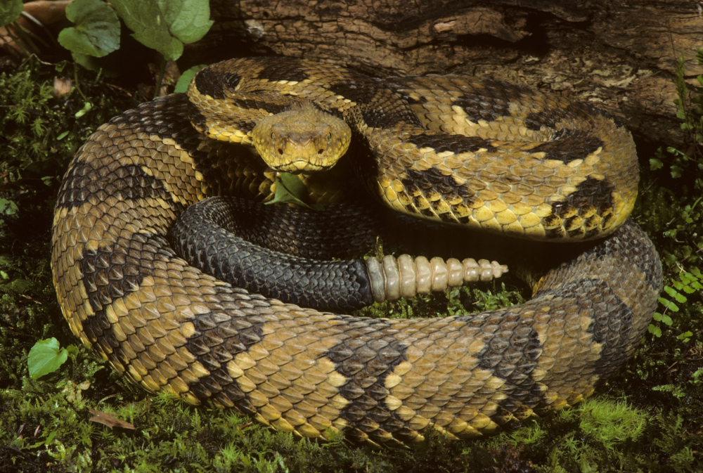 a big fat rattle snakes in Georgia 