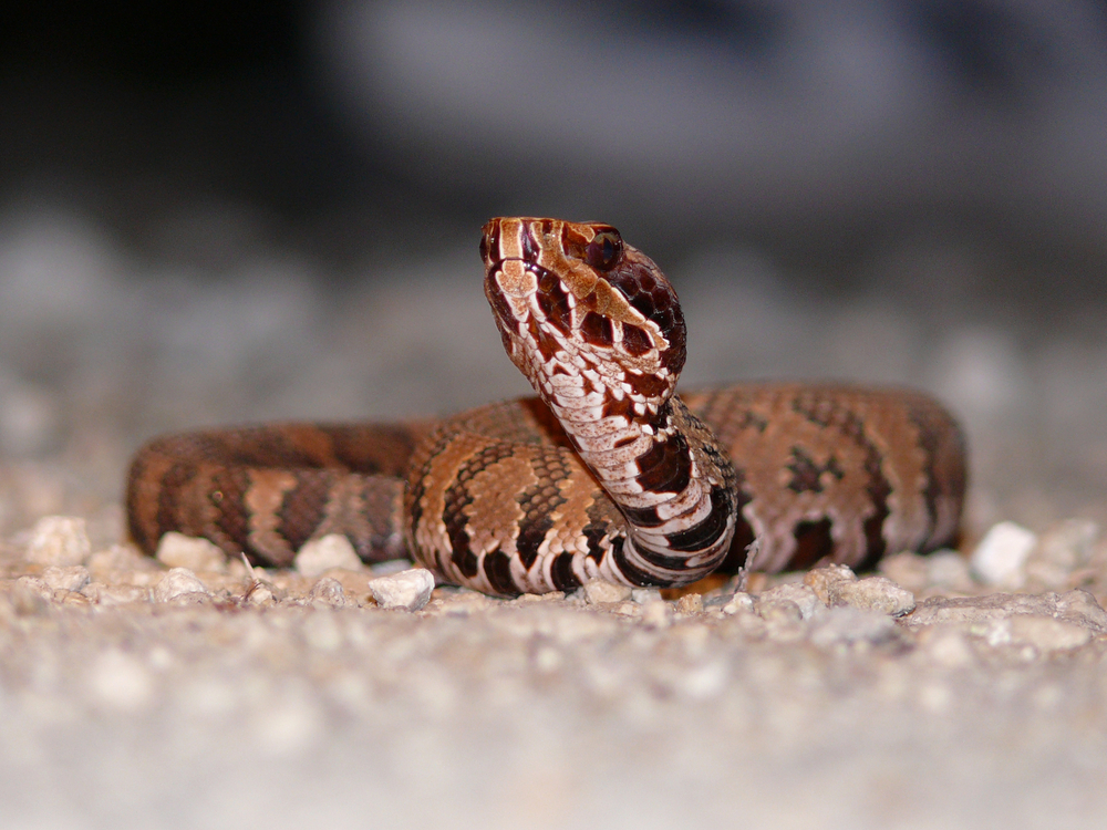 a venomous snakes in Georgia holding their head up high with its tongue sticking out 