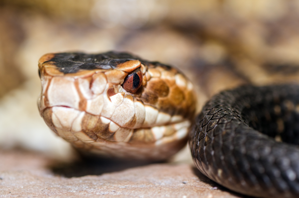 the eyes  of a dangerous snake in GA 