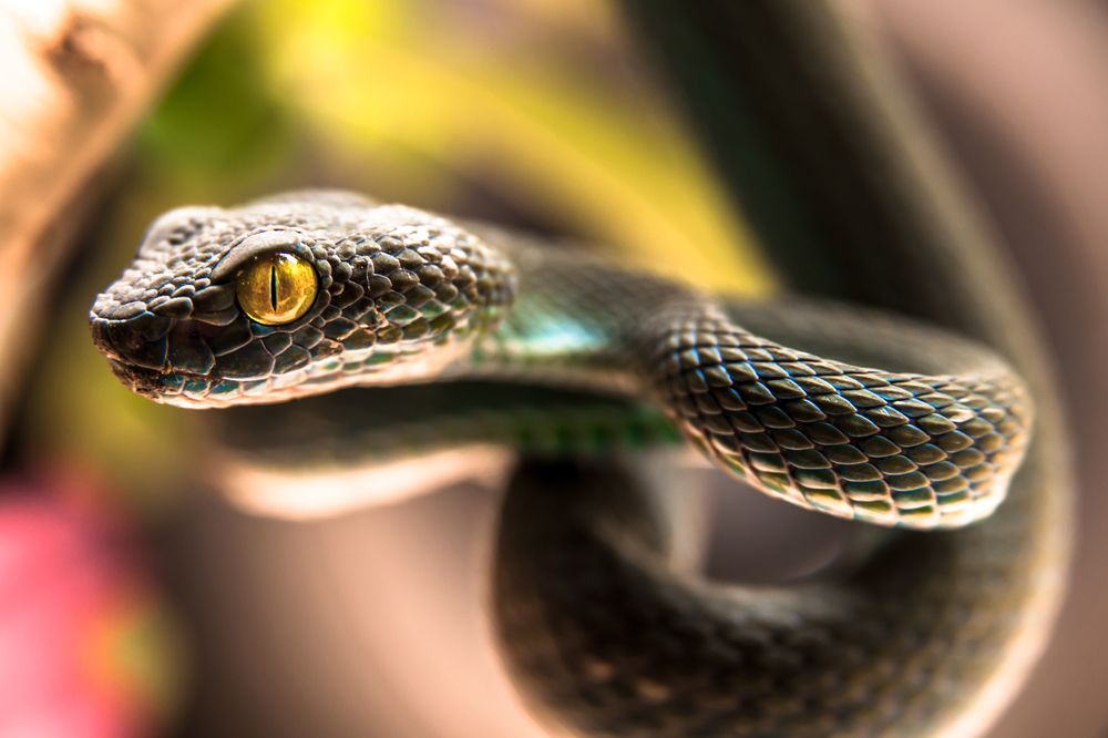 a close up photo of a snake eye 