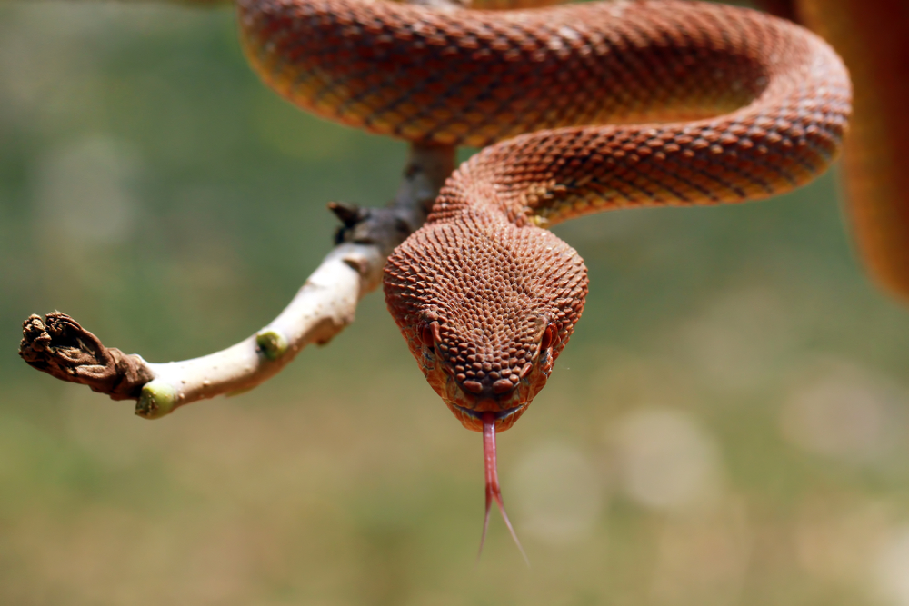 a creppy texas snake 