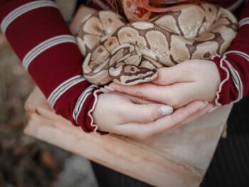 a girl holding a brown snake with a red shirt in texas