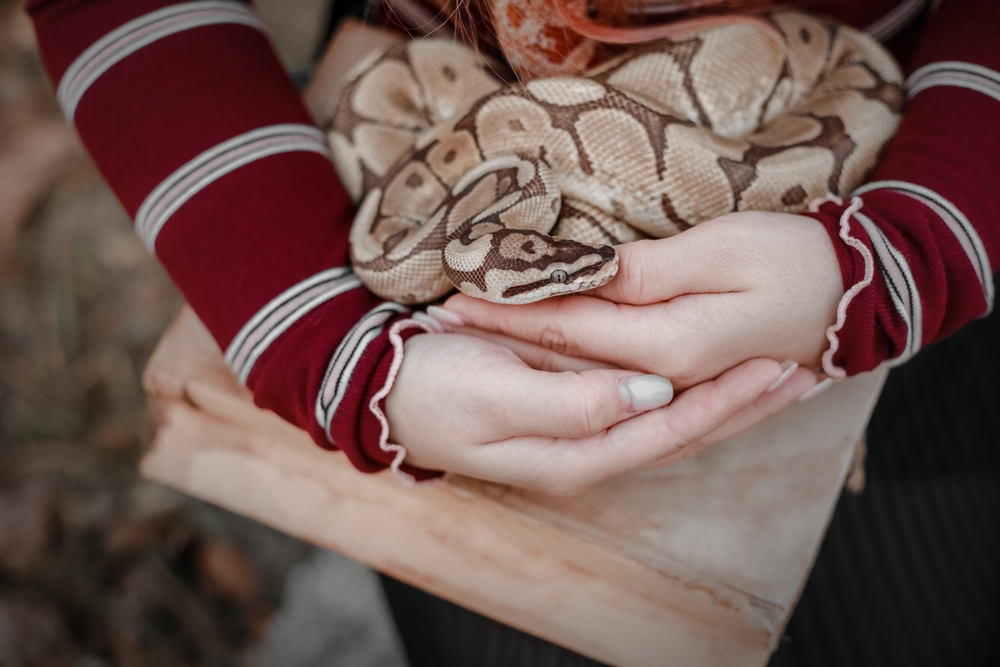 a girl holding a brown snake with a red shirt in texas