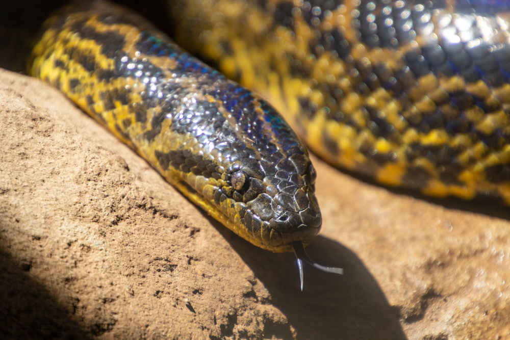 the head of a venomous snake in GA 