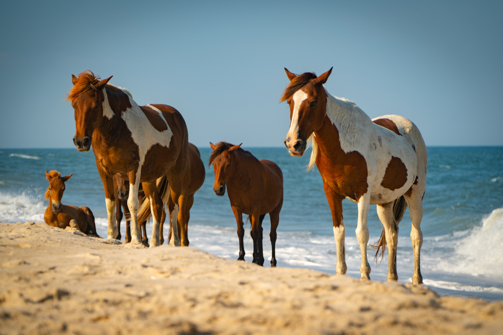 the wild ponies on the barrier island is one of The best things to do in the Chesapeake bay 