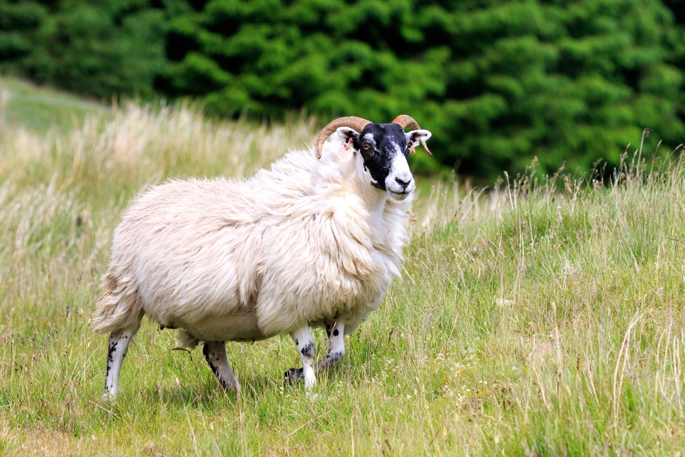 A Scottish Blackface sheep stands among tall grasses, like the sheep that wander around Hermitage Golf Course, one of the best golf courses in Tennessee.