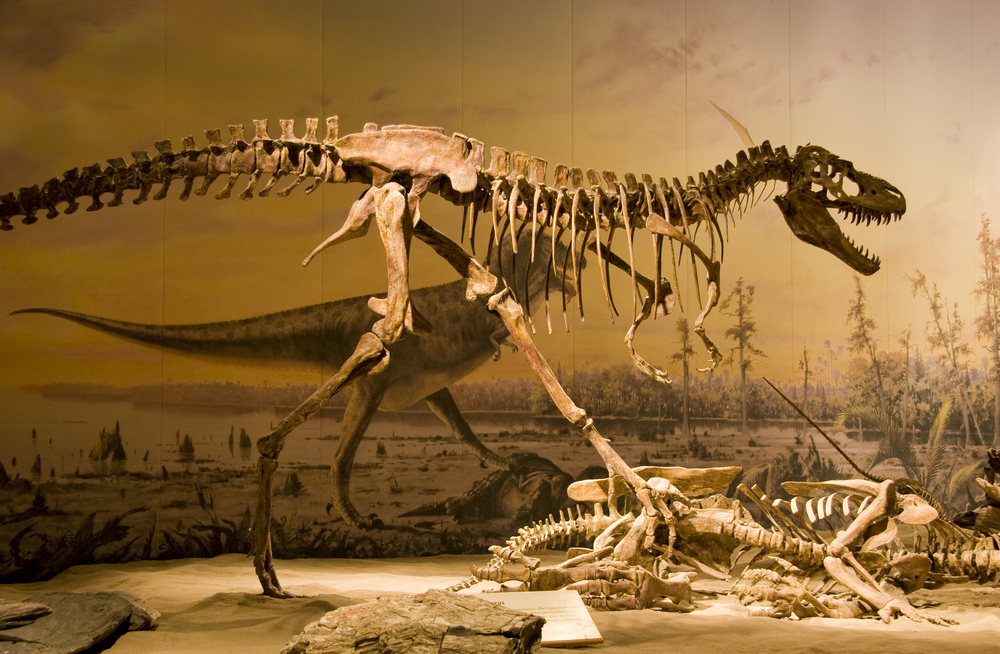 A reconstructed tyrannosaurus rex skeleton featured at the natural history museam of Murfreesboro!