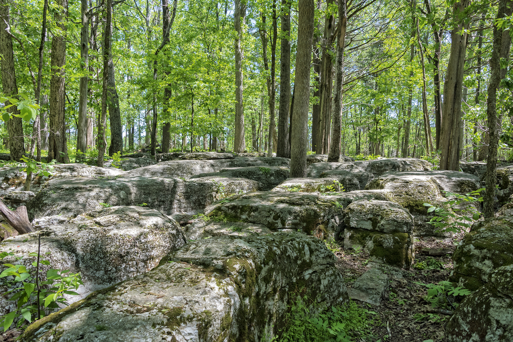 great image of beautiful rocky trails covered with layers of moss in Murfreesboro's nature!