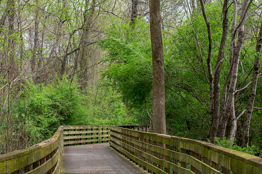 Boardwalk trail through the trees in this section of Big Creek Greenway, one of the best bike trails in Atlanta GA. 