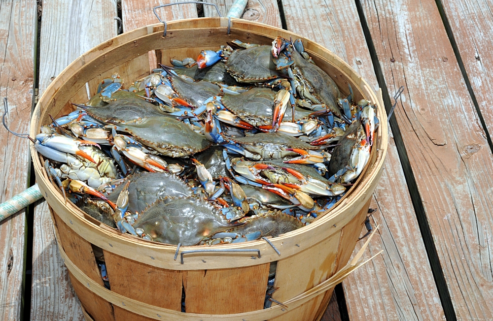 a bussel of crabs from the chespeake Bay Area 
