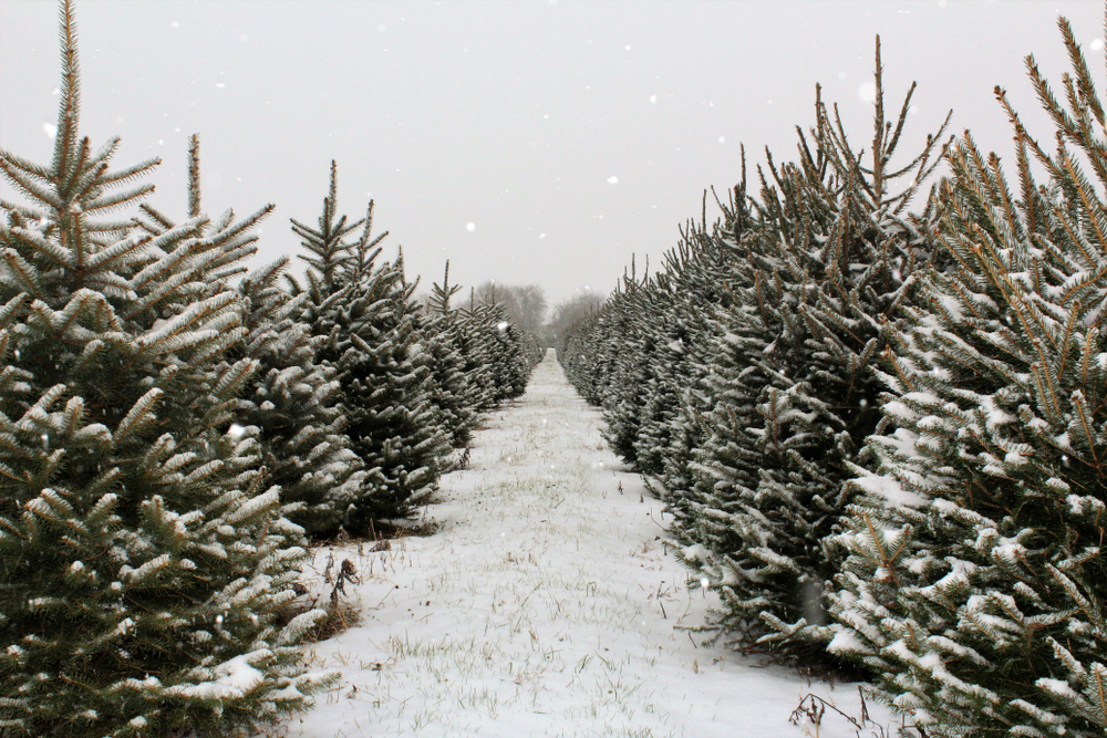 a tree farm in Asheville in christmas 