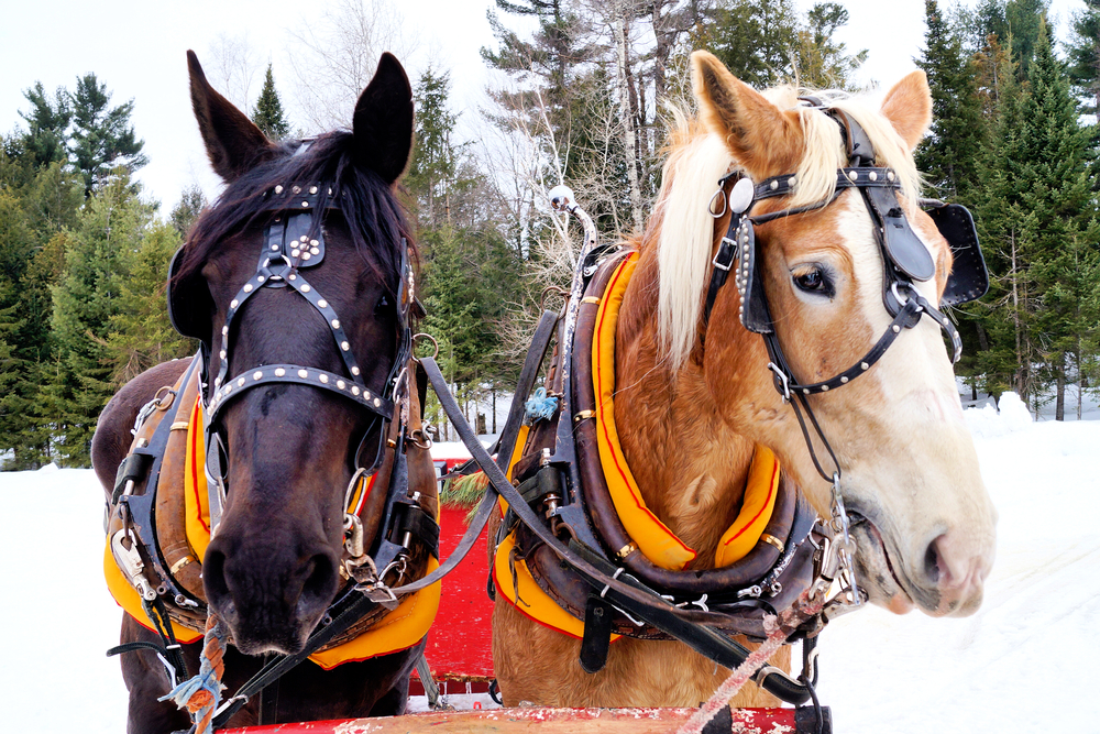 two horses in the snow during Christmas.