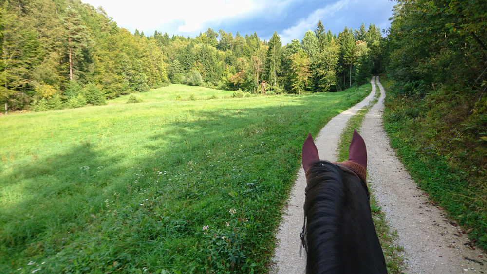 person riding on a horse in maryland with green grass and blue skies