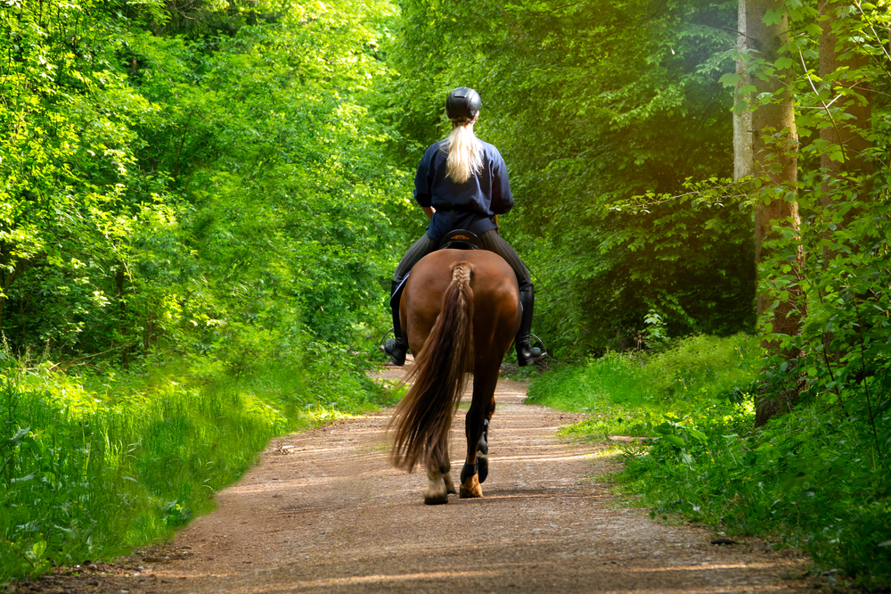 a woman riding a horse in the woods, horse has tail braided woman is wearing a helmet