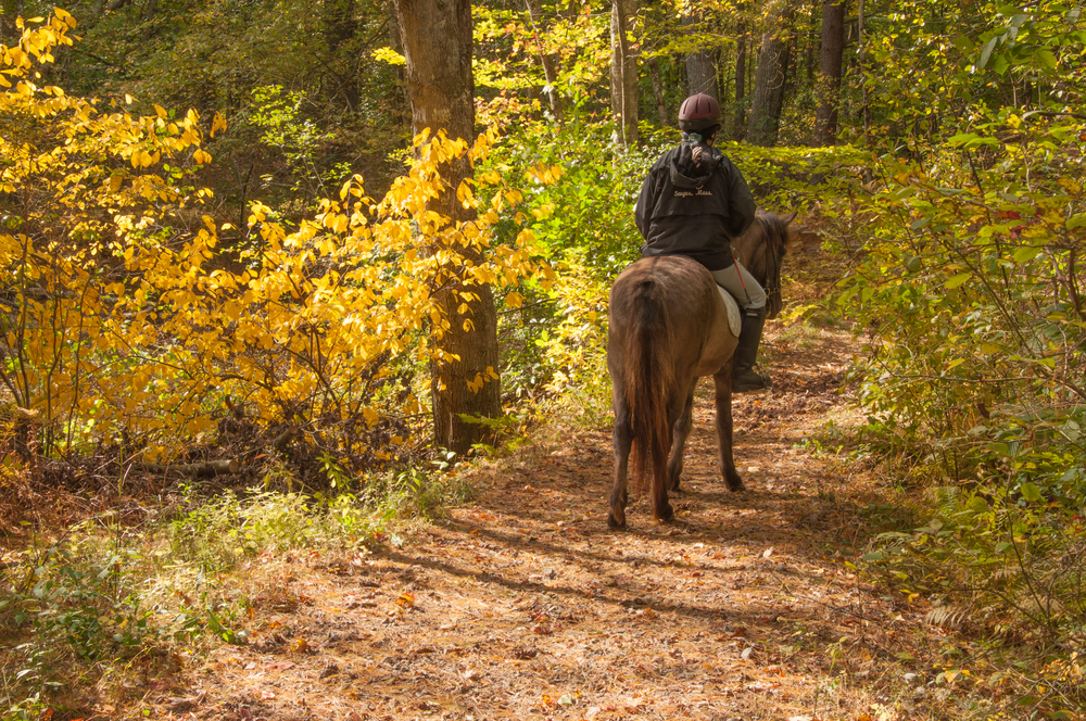 a person riding a horse on a trail in the woods during the fall months, leaves are beginning to fall, horseback riding in maryland