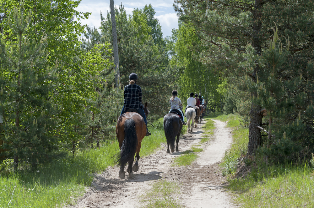 six people are riding horses on a trail through the woods, they are wearing helmets, some of the best horseback riding in maryland