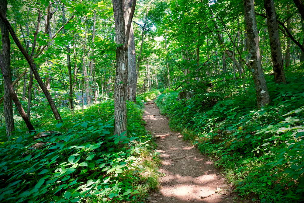 small dirt trail surrounded by vibrant green leaves and trees on the appalachian trail, one of the best national parks in Maryland 