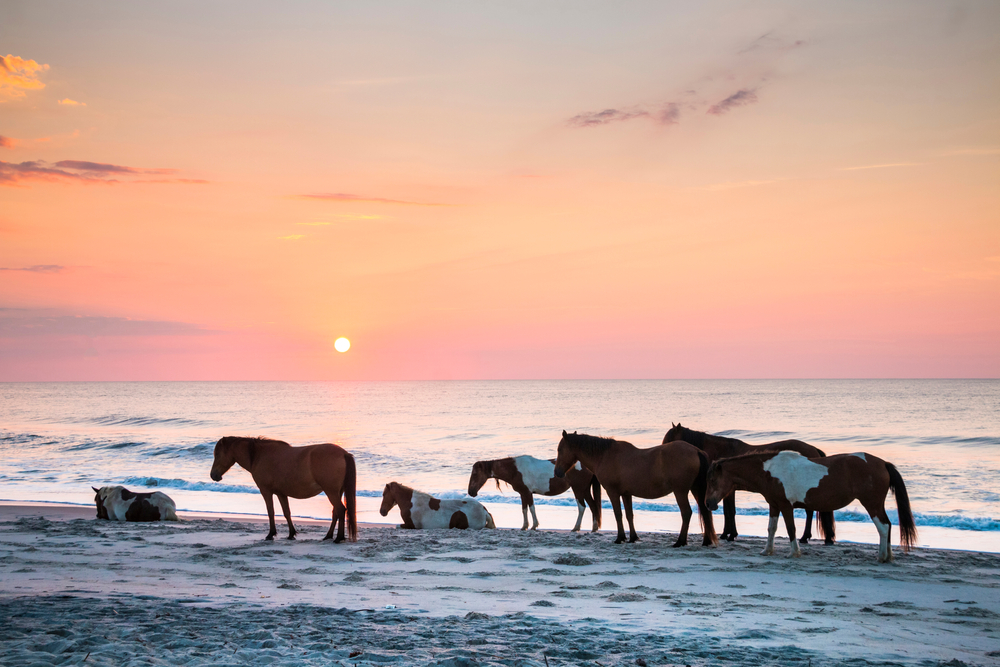 7 horses roaming on the beach shore by the water at sunset 