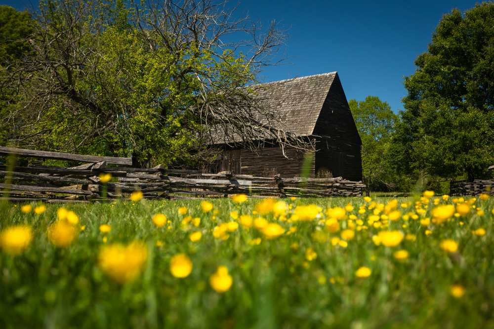 view of Piscataway colonial farm during the day behind a view of yellow flowers 