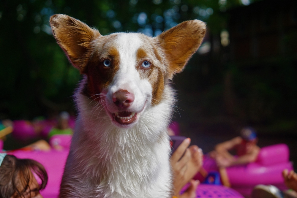 a dog rides on a tube with their owner in a tube on a river, more tubes can be seen in the background