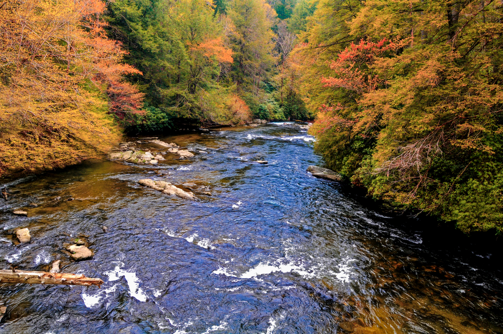 a shallow river through the woods, trees have autumn leaves, river for tubing in georgia 