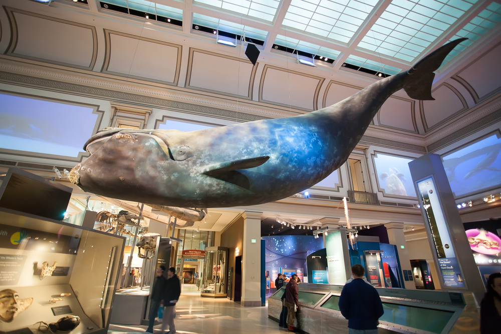 Large whale displayed in a mussuem. people are milling around the building. 