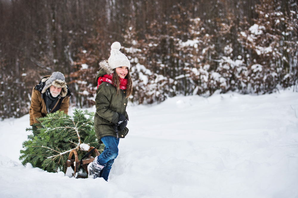 young girl and her grandfather carrying back their Christmas tree in beautiful winter wonderland, a great option for celebrating Christmas in West Virginia