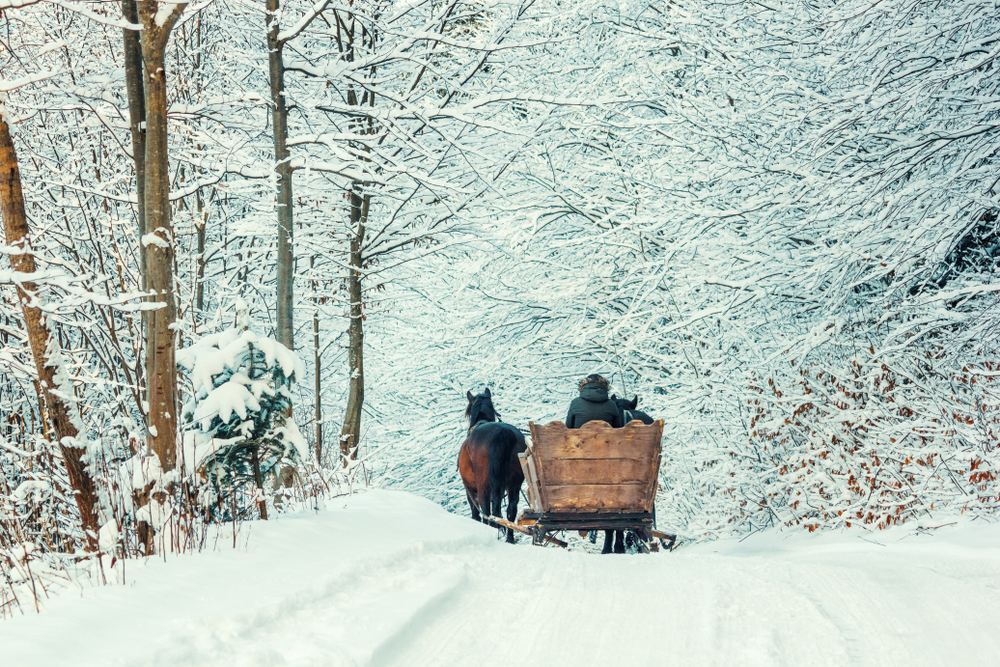 a great sleigh, led by horses through the woods; a great option for activities for Christmas in West Virginia!