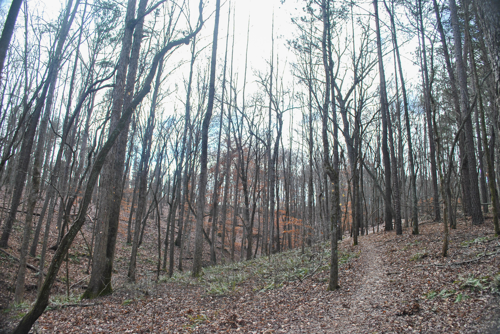 a wooded area surrounded by thin trees and trails, located at Pickett's Mill, one of the popular Civil War Battlefields in Georgia 