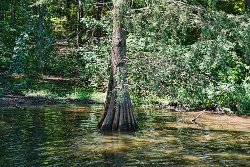some gorgeous natural wonders, such as a swamp tree, one of the many cool things to see while exploring Dan River, one of the North Carolina mountains river tubing