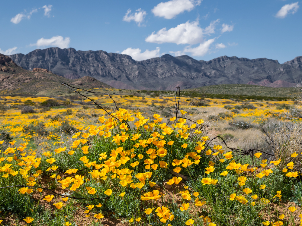 Yellow poppies grow in the desert of Texas, with mountains in the background, bathed in sunshine, which is one of the pros of living in Texas.