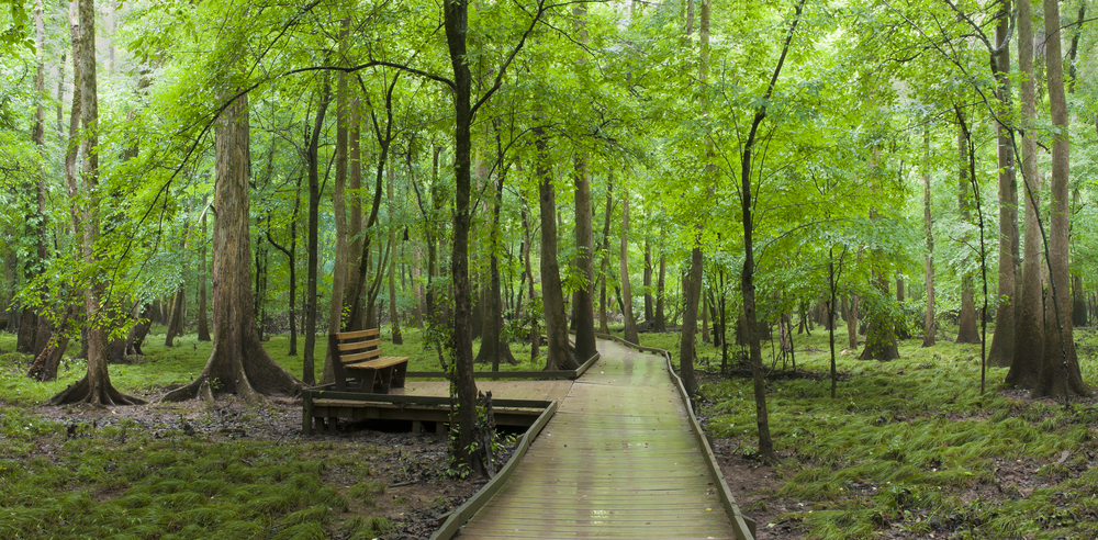 bright green, light and luscious swampy forest with a nice boardwalk leading through the national park, and a picturesque bench to take in the surroundings located at one of the best east coast national parks