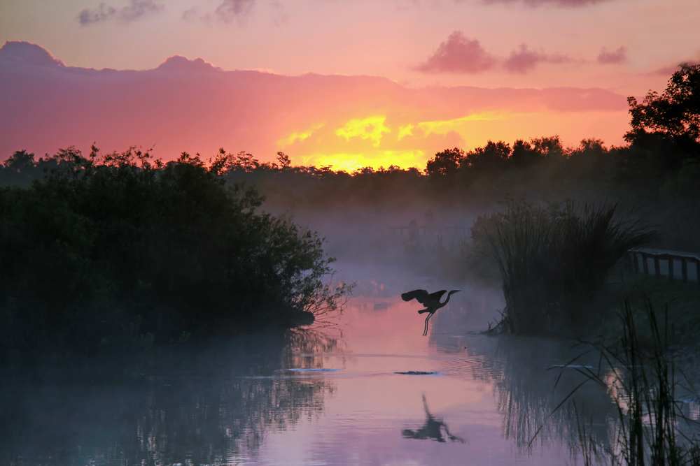 a heron taking flight over a foggy swamp with a firey sun setting beneath the horizon with a pink sky, located at the everglades, one of the best east coast national parks