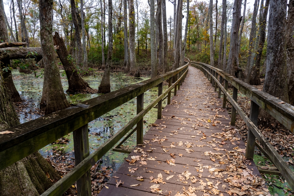 a wooden boardwalk leading through a swampy scenic trail located in one of the best east coast national parks