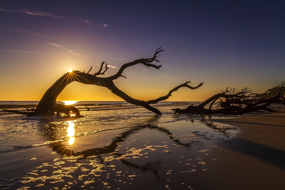 jekyll island, driftwood on the beach just before sunset in georgia 