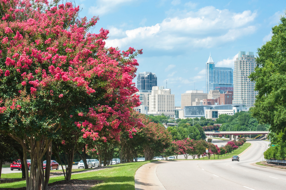 Raleigh skyline in the summer with crepe myrtle trees in bloom in an article about living in North Carolina. 