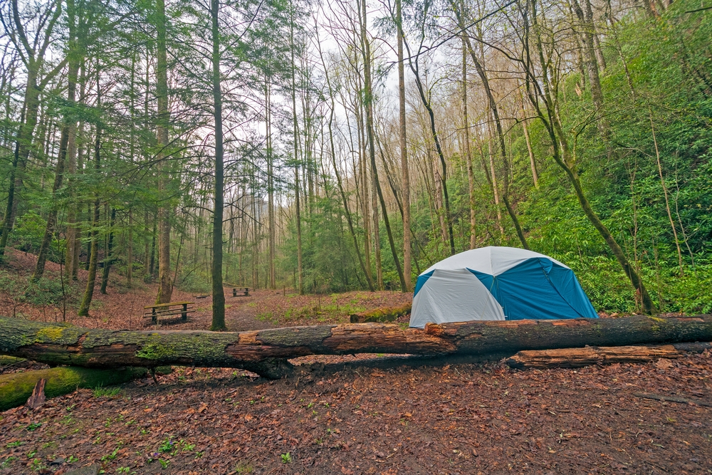 a blue and white tent at one of the best campgrounds in North Carolina with leaves on the ground as well as a tree branch 