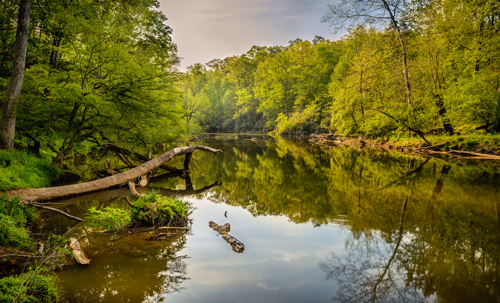 a lovely river side with green trees and branches in the water. this is one of the best campsites in North Carolina 