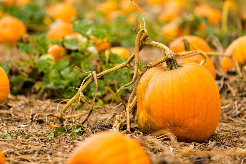 Bright orange pumpkin in a pumpkin patch.