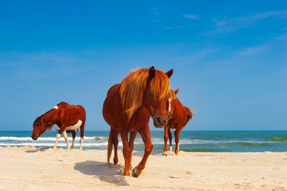 horses standing on the beach with a blue sky at a maryland state park