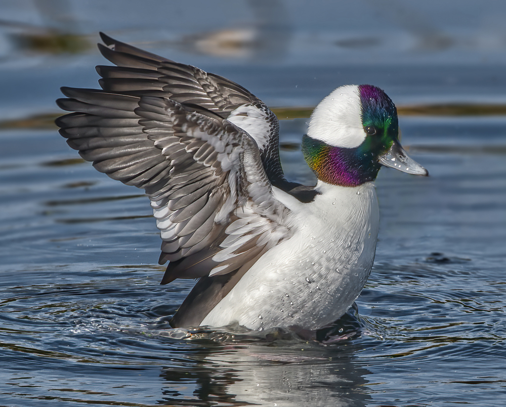 the gorgeous  Buffleheads getting ready to take flight with its metallic face covering and otherwise, white and black feathers sitting on the water