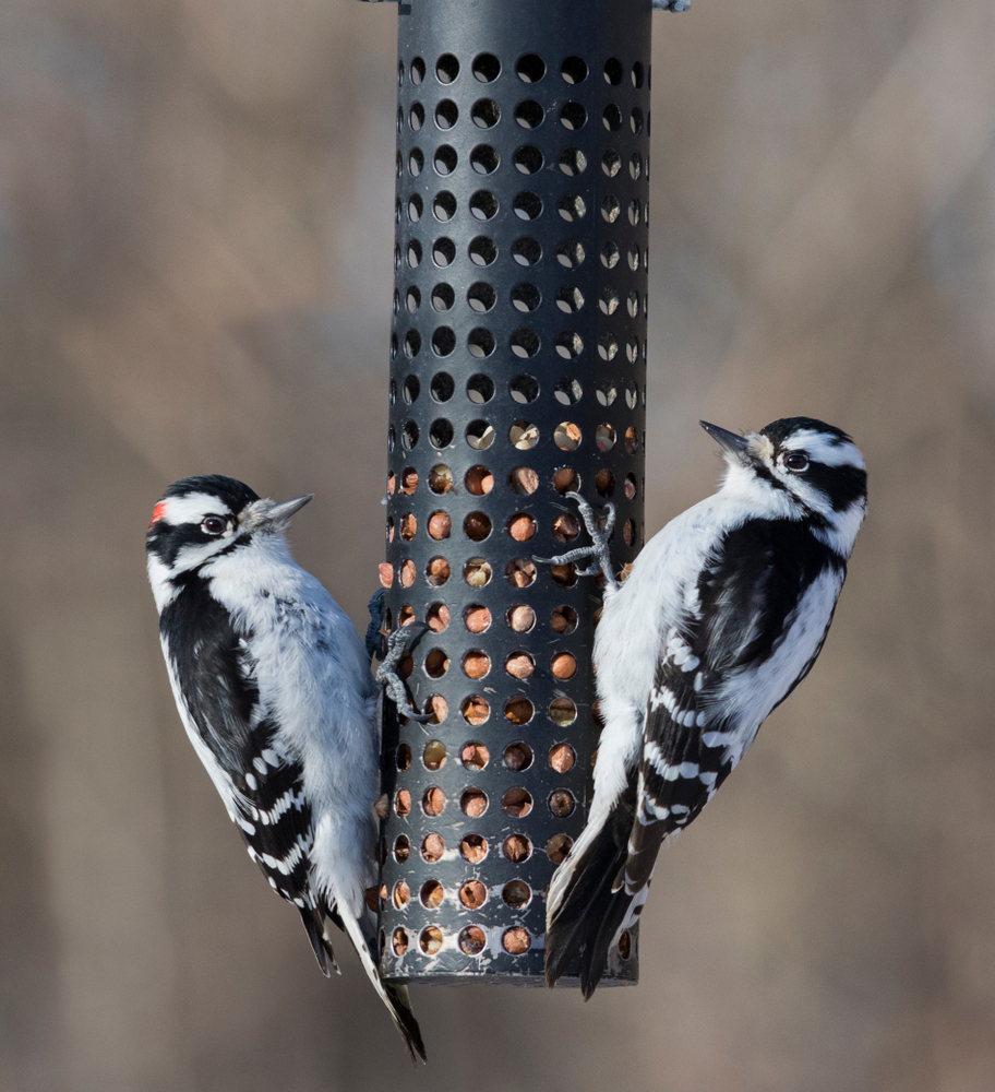 a pair of the Downy Woodpecker black and white bird eating seed from a bird feeder