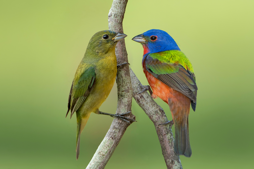 a couple of Painted Bunting with the female being a yellow-green color and the brightly multicolored male sitting on a tree branch